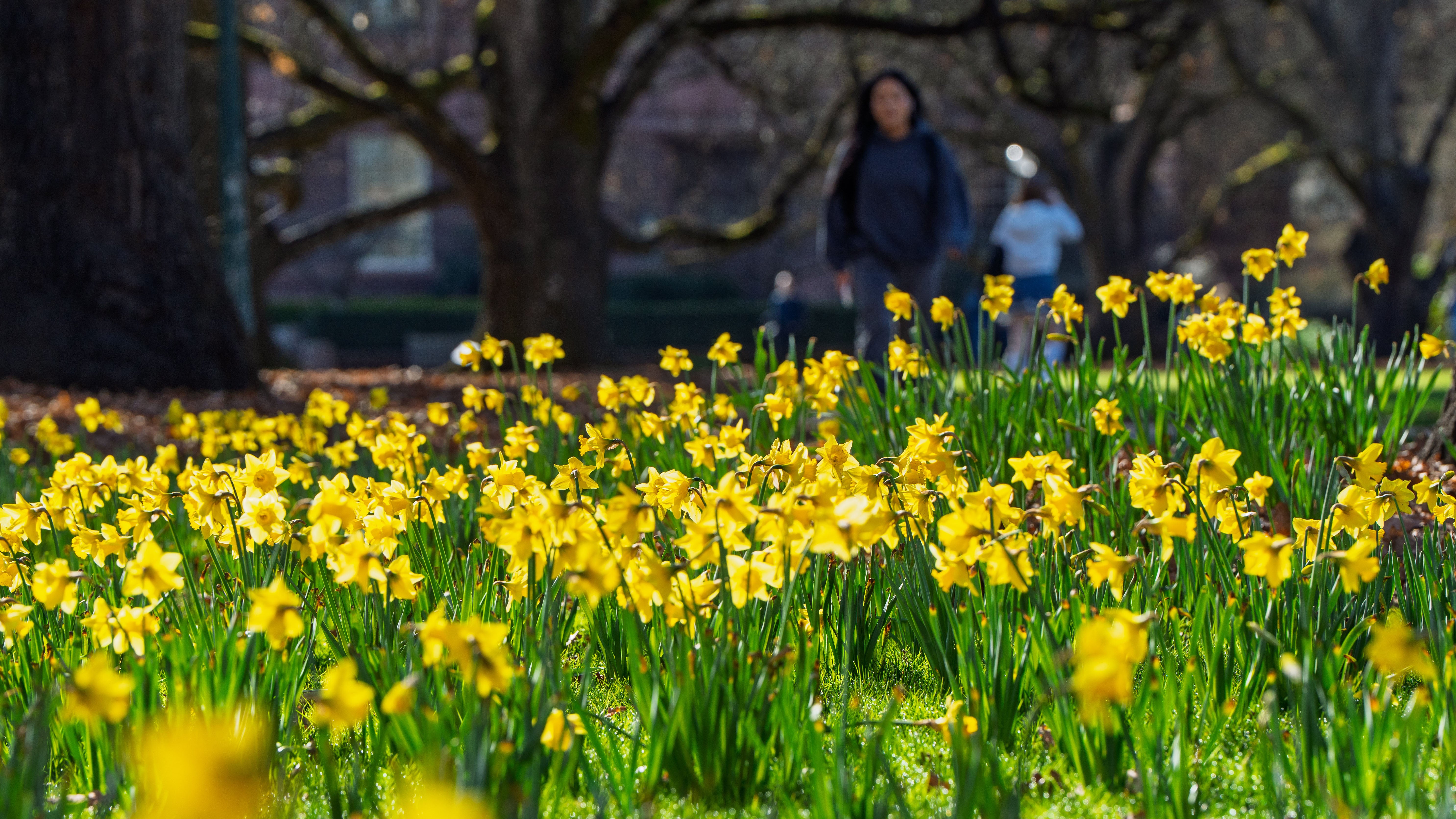 Student walking through UO campus with daffodils in the foreground